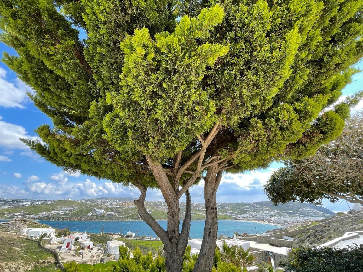 Yalos Mykonos Ornos Pouli Private Apartments W Shared Swimming Pool Mykonos Town Zewnętrze zdjęcie